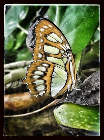 Xcaret, Riviera Maya