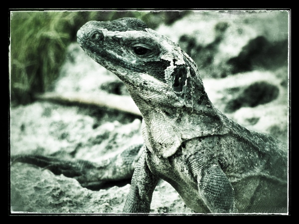 Giant Lizard at the Yal-Ku Lagoon- Akumal, Riviera Maya
