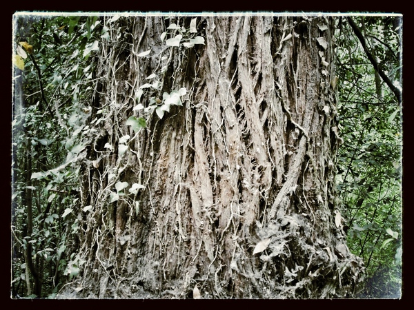 Old Cedar Tree, Minho