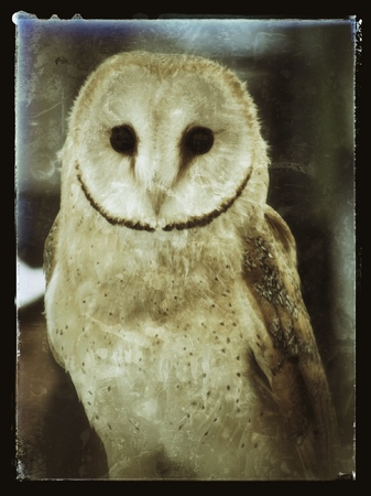 Barn Owl at Caminha Medieval Festival